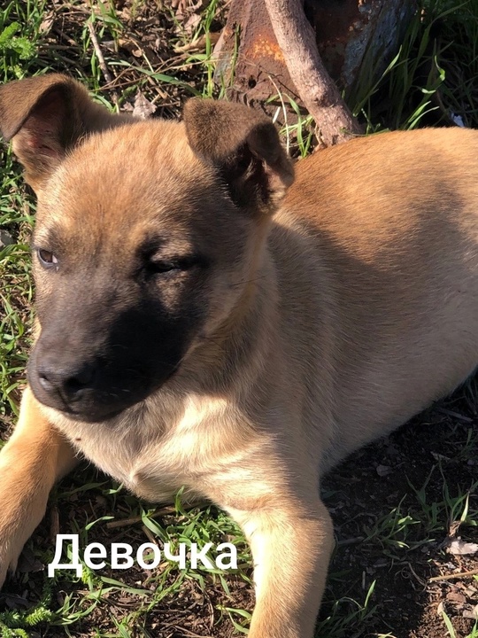 Алчевск.ЛНР.
Рождены на улице,
Ненужные совсем,
Хотят их (3)