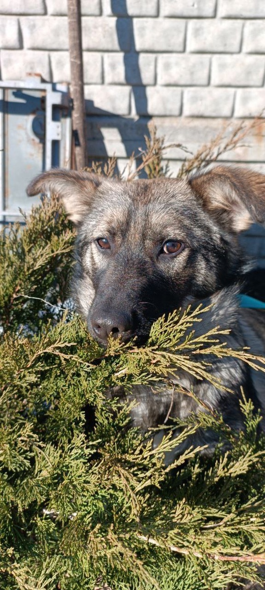 Донецк, Макеевка
#собака_в_добрые_руки

Чара ищет семью!
Девочку подкинули (5)