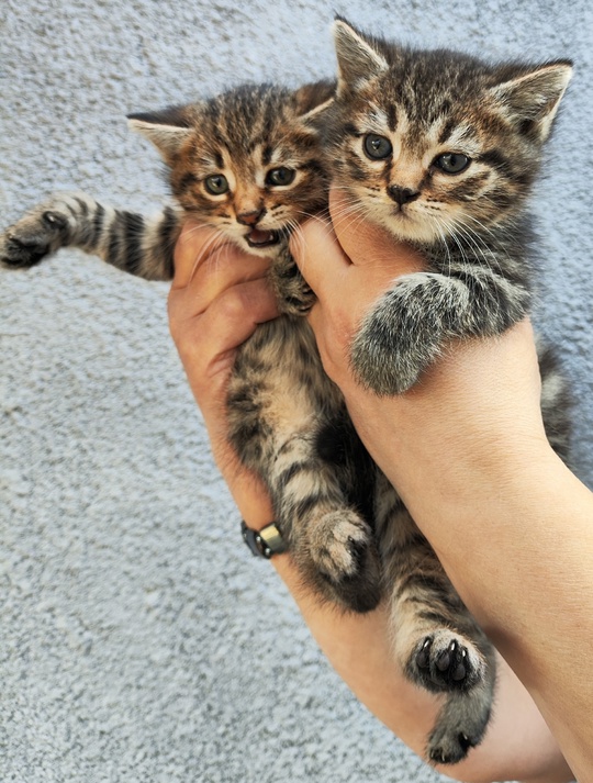 Отдам в хорошие руки котят