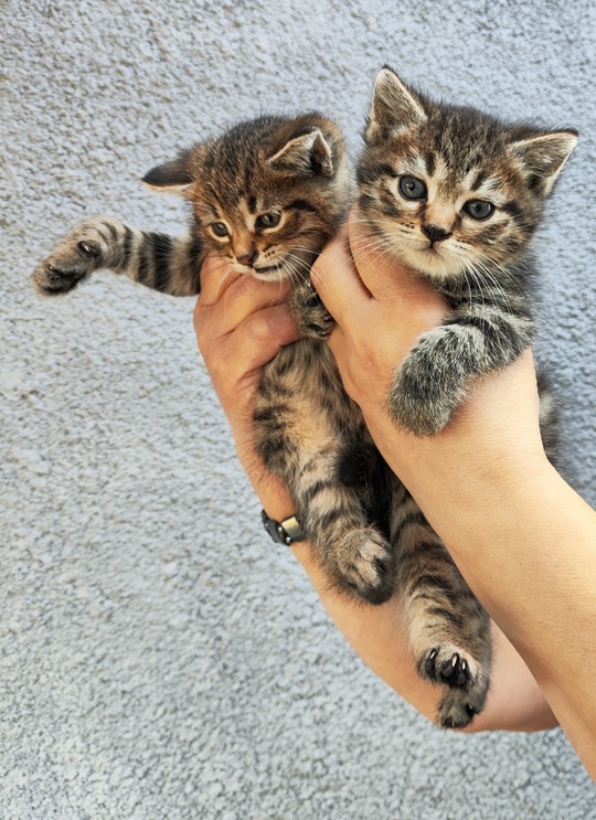 Отдам в хорошие руки котят (1)