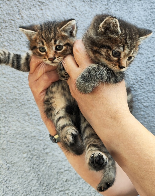 Отдам в хорошие руки котят (2)