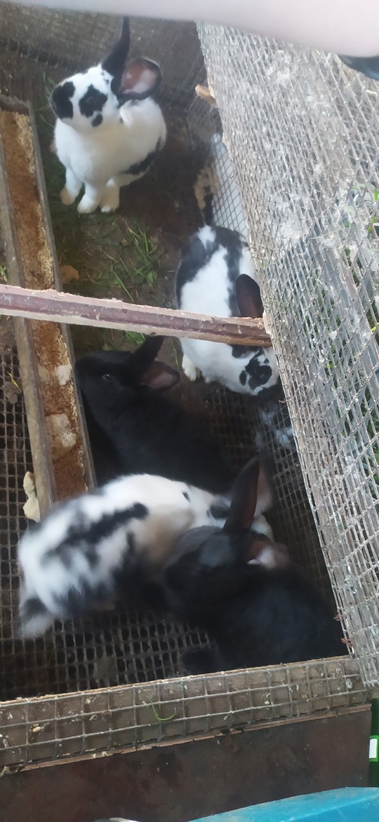 Продам молодых самок 3-4мес.
Вес 2.7-3.5кг
Цена (2)