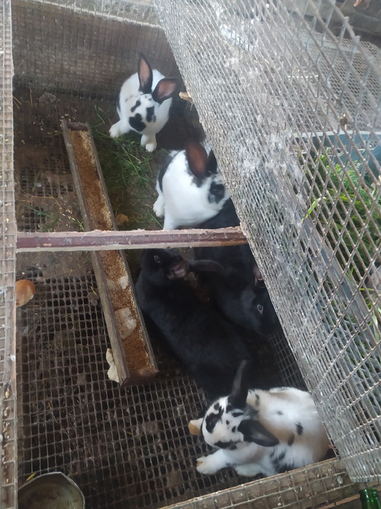 Продам молодых самок 3-4мес.
Вес 2.7-3.5кг
Цена (3)