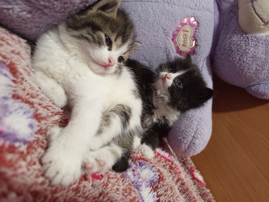 Отдам даром котят 2 девочки (1)