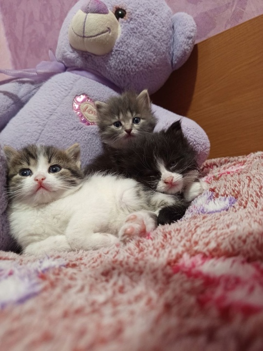 Отдам даром котят 2 девочки (2)