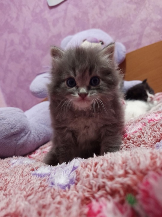 Отдам даром котят 2 девочки (3)
