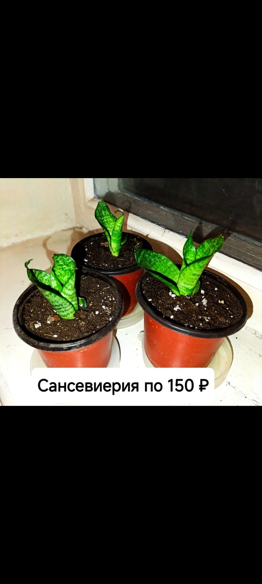 Продам  комнатные цветы, цены (5)