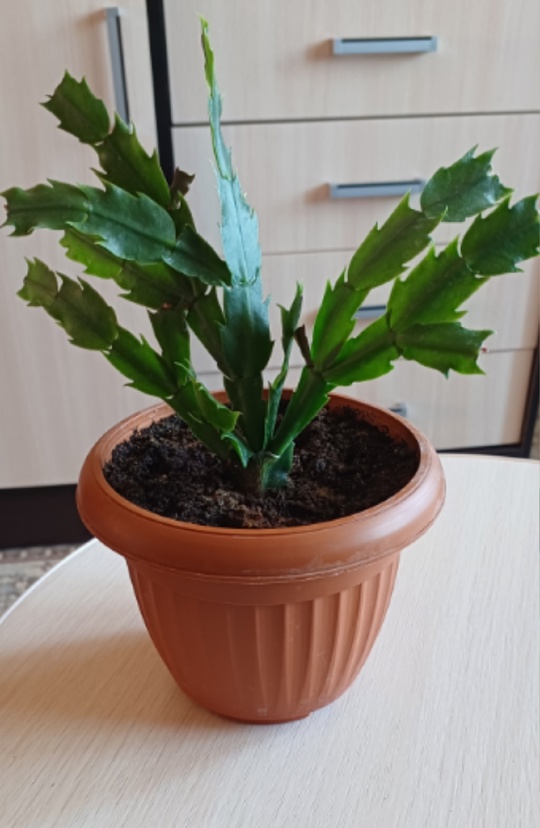 Продам шлюмбергеру ,цвет белый,взрослое растение. (1)
