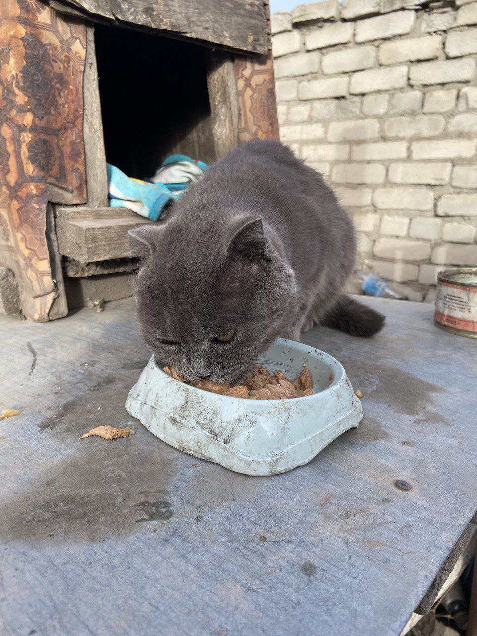 ДНР, Снежное.

❗️В ПОМОЩИ ОЧЕНЬ СРОЧНО (2)