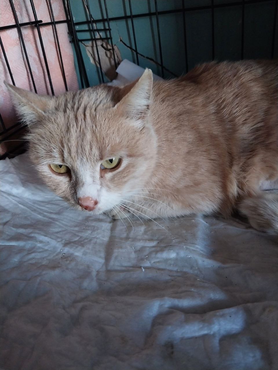 #алиса

❤️Кошечка Алиса, бежевого окраса, была