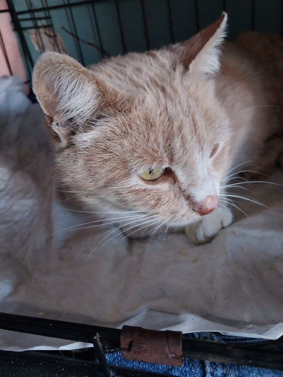 #алиса

❤️Кошечка Алиса, бежевого окраса, была (1)