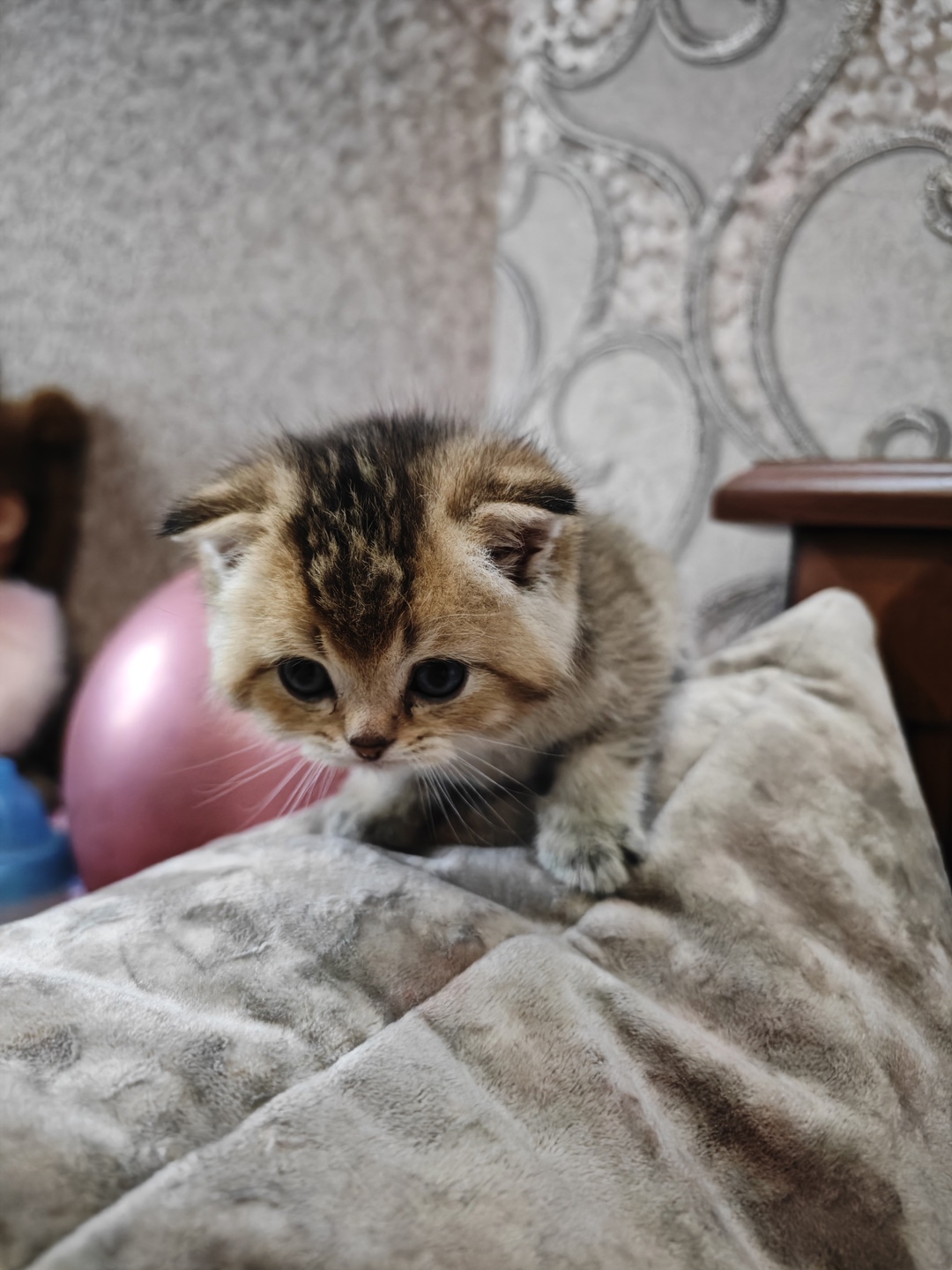 Готовы к переезду 2 сладких (2)