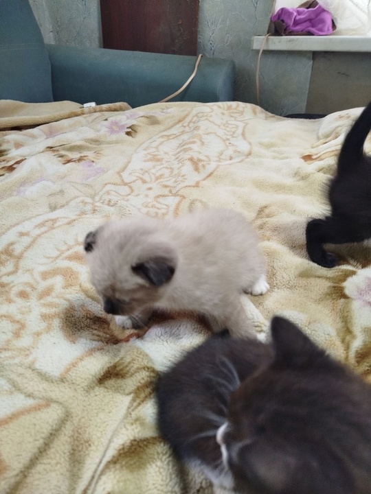 Котята ищут добрые рук и