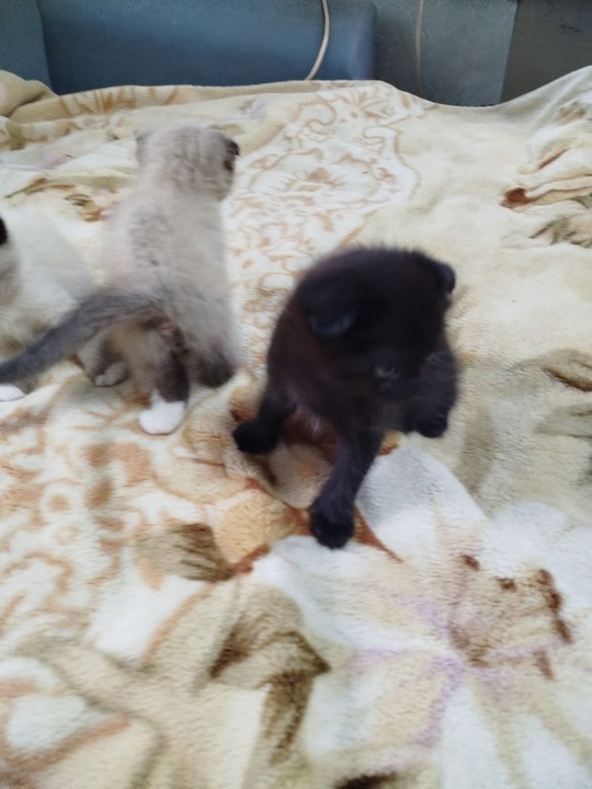 Котята ищут добрые рук и (2)