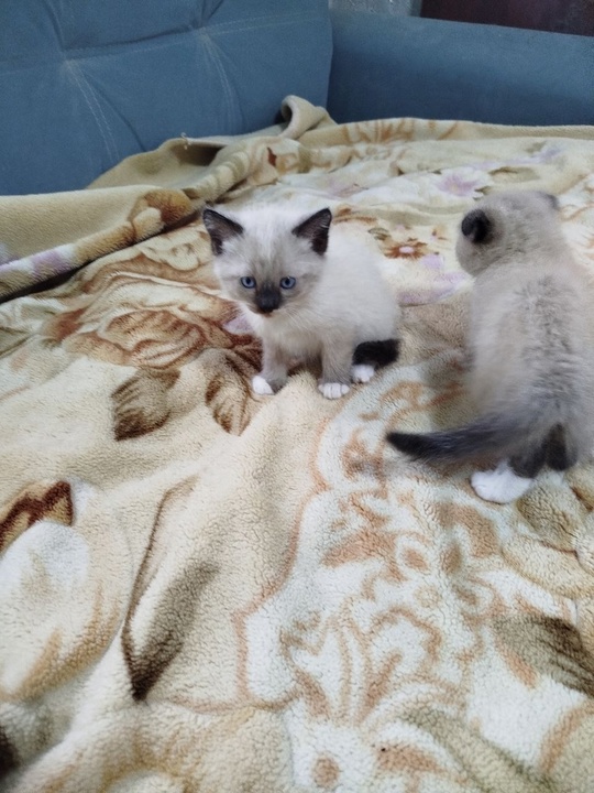 Котята ищут добрые рук и (3)