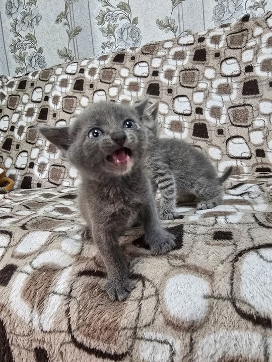 Отдам котёнка, девочка, один месяц!