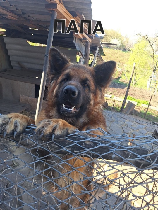 В продаже щенки немецкой овчарки,1 (1)