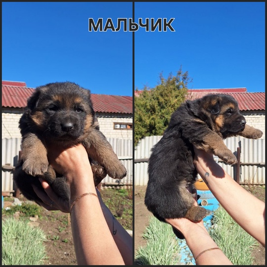 В продаже щенки немецкой овчарки,1 (2)