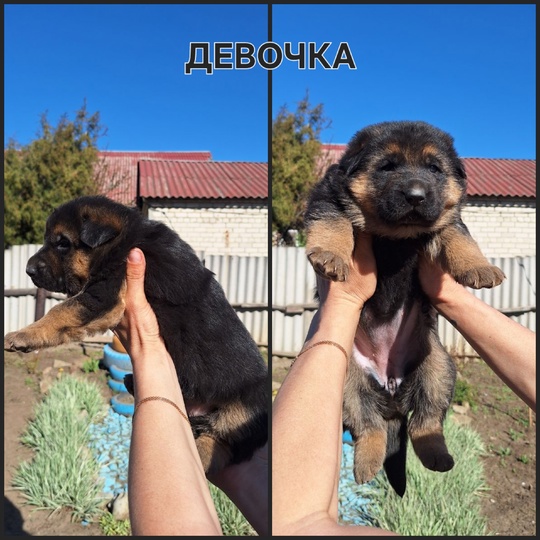 В продаже щенки немецкой овчарки,1 (3)