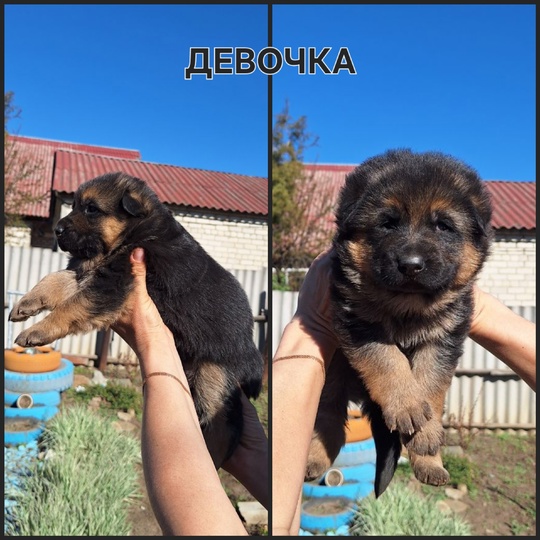В продаже щенки немецкой овчарки,1 (4)