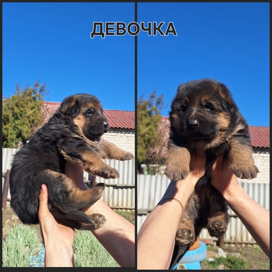 В продаже щенки немецкой овчарки,1 (5)