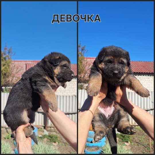 В продаже щенки немецкой овчарки,1 (6)