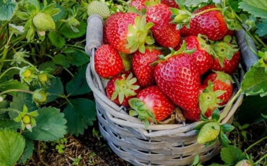 Продам саженцы средне-ранней клубники ,,Олимпия".