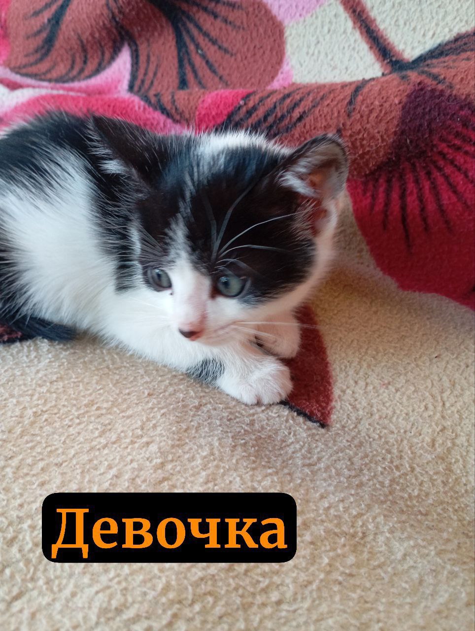 #котоДом #котята Донецк, Мариуполь, Москва (7)
