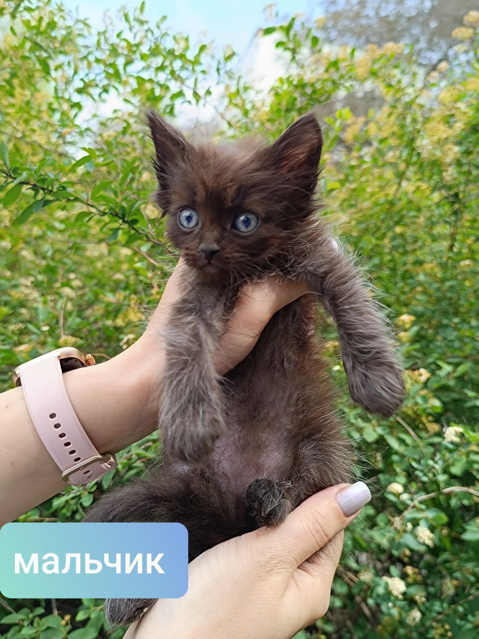 #котоДом #котята Донецк, Мариуполь, Москва (4)