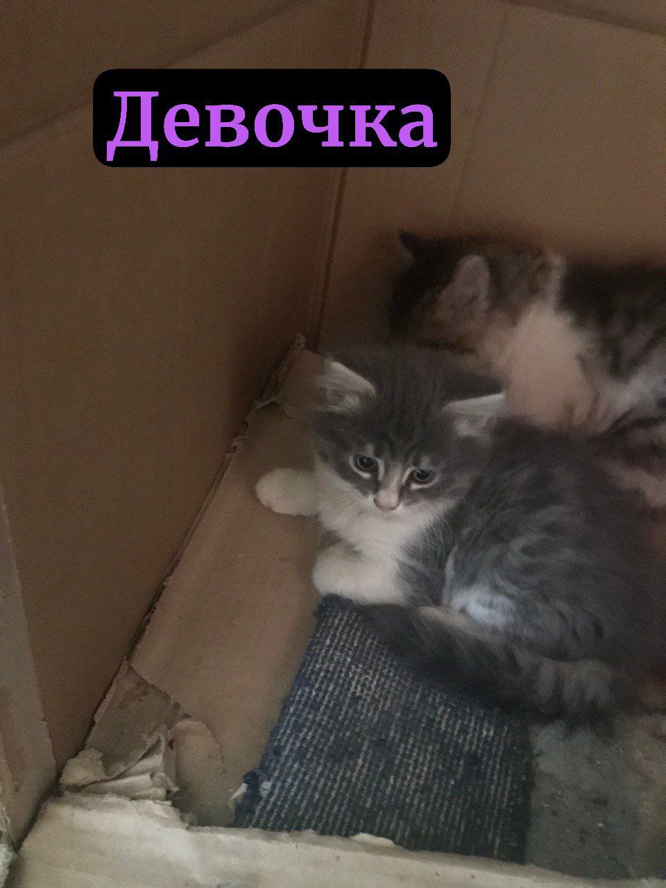 #котоДом #котята Донецк, Мариуполь, Москва (9)