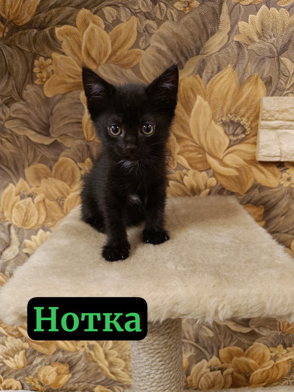 #котоДом #котята Донецк, Мариуполь, Москва (1)