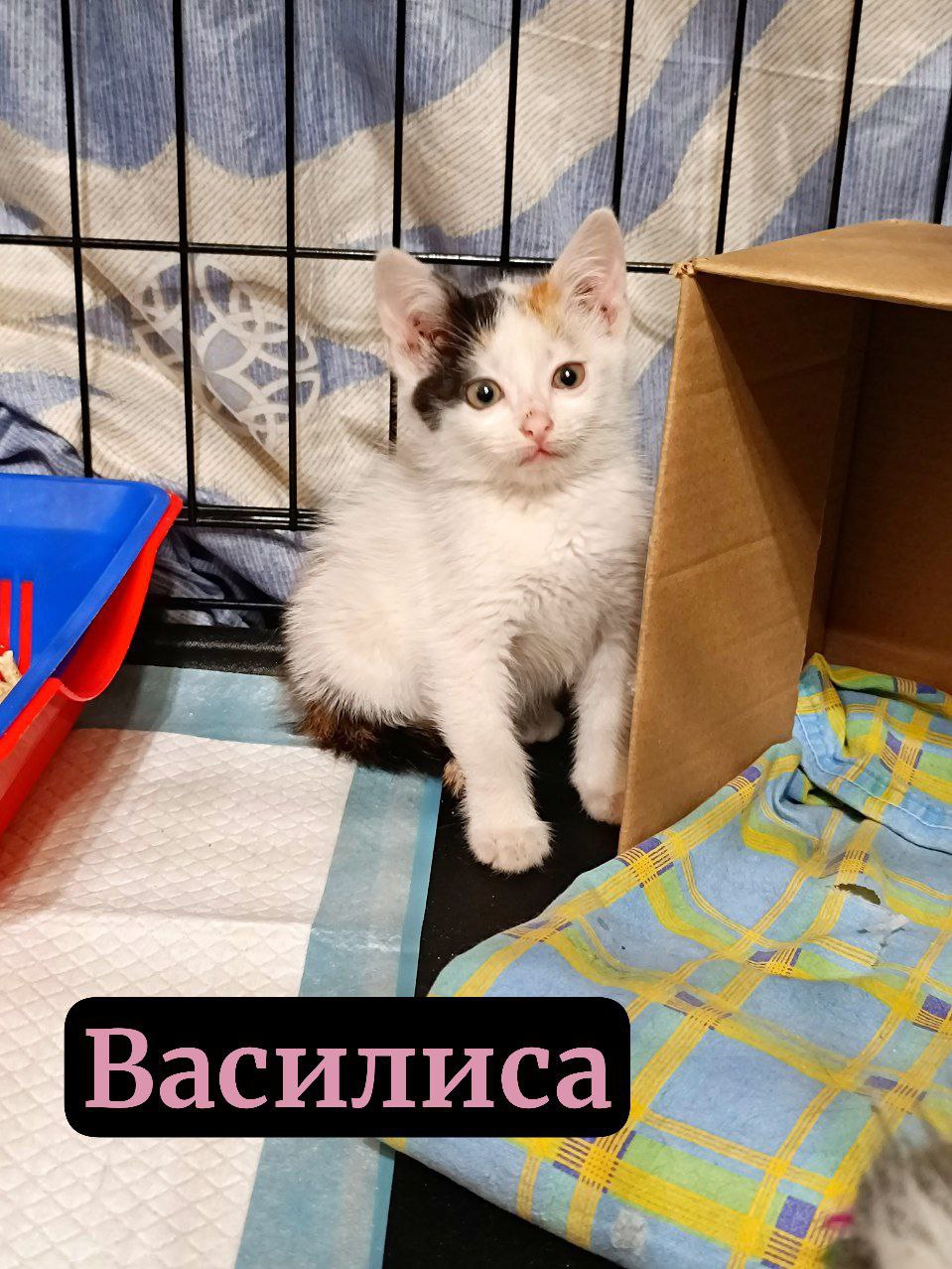 #котоДом #котята Донецк, Мариуполь, Москва (6)