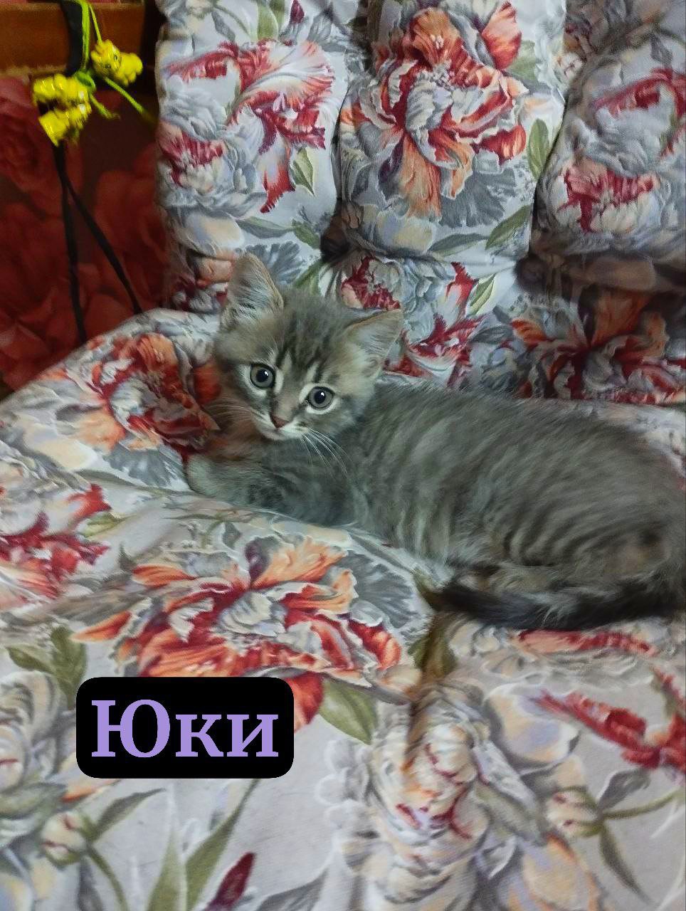 #котоДом #котята Донецк, Мариуполь, Москва (2)