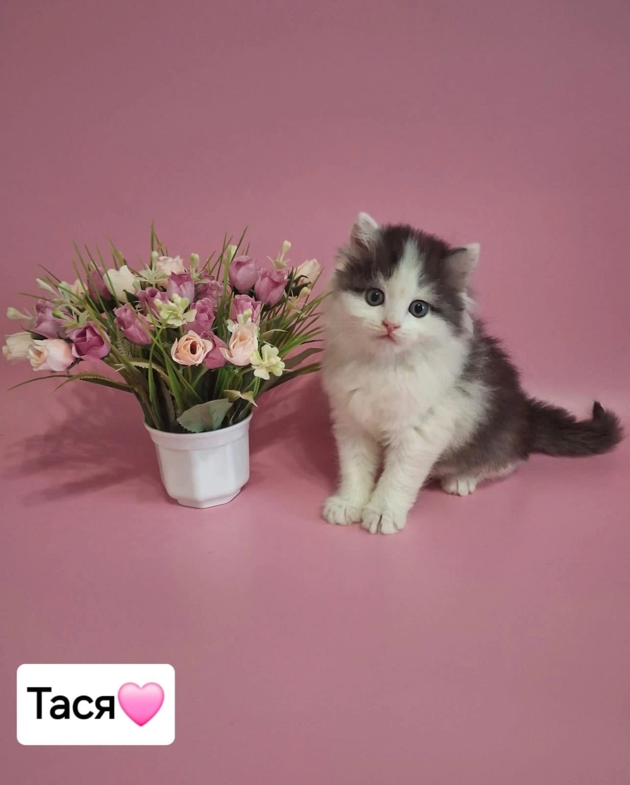 Остались ДВОЕ котят - ТАСЯ