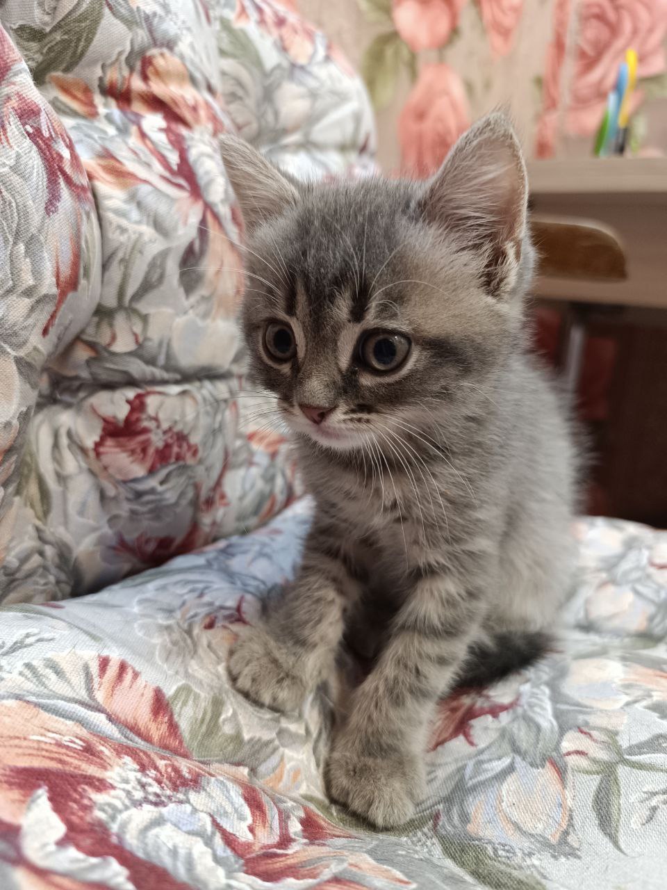 #котоДом #котята #юки Не успели (3)