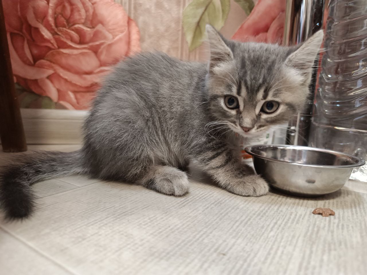 #котоДом #котята #юки Не успели (2)