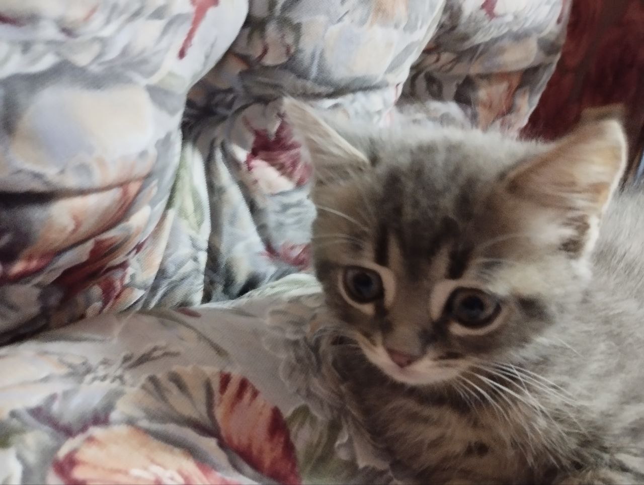 #котоДом #котята #юки Не успели