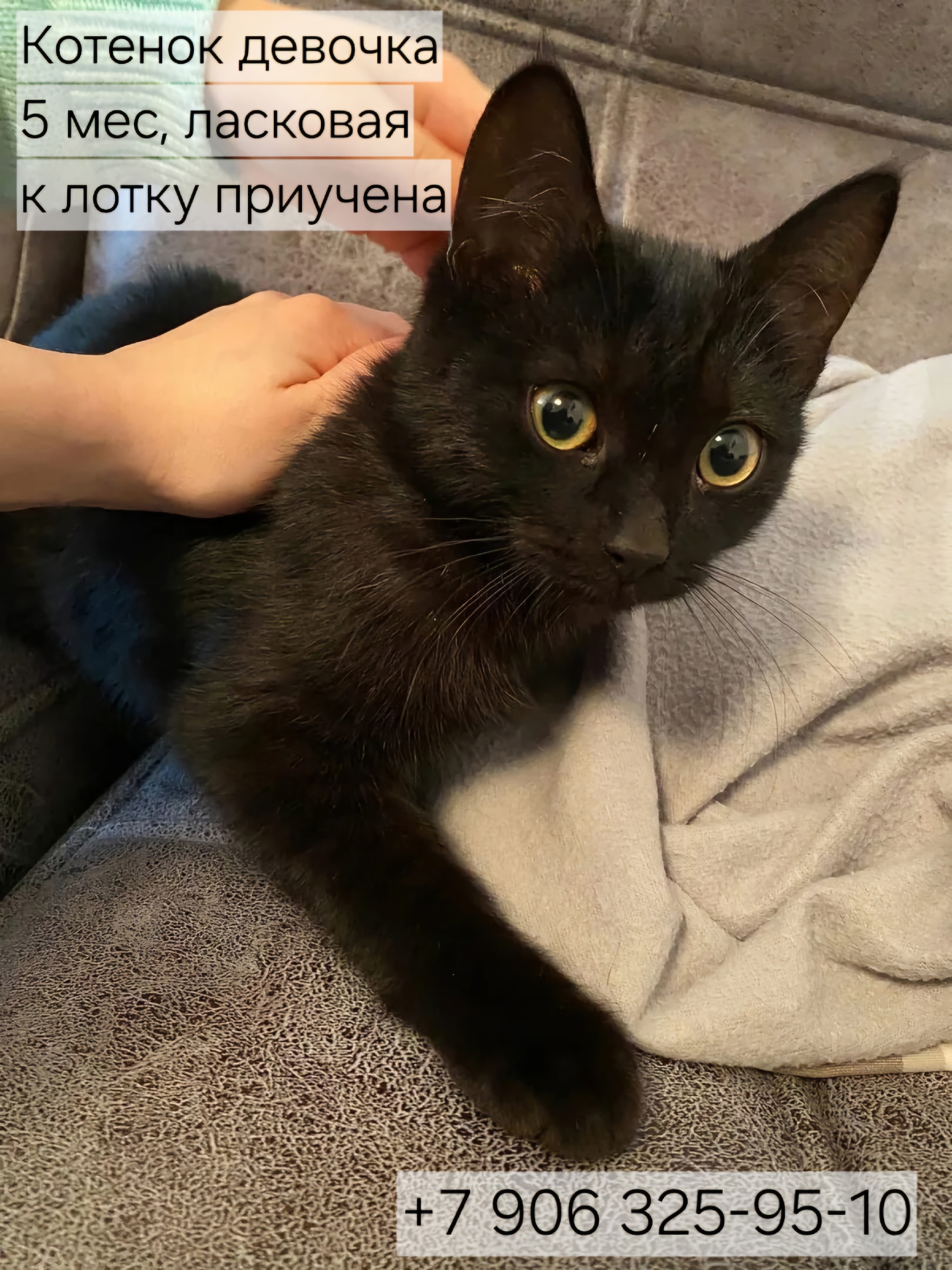 Котяткам-подросткам очень нужен дом! ❤️❤️❤️