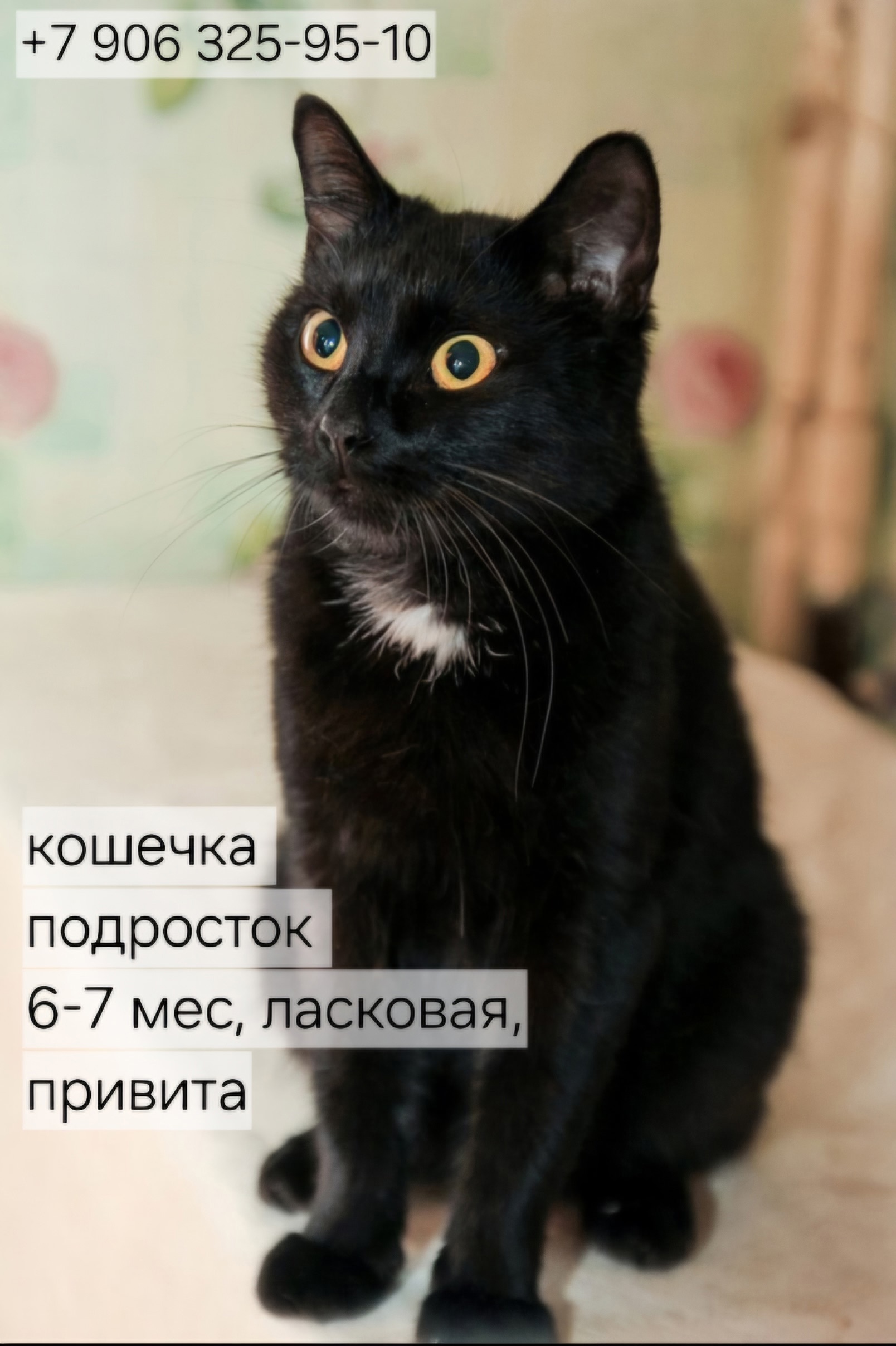 Котяткам-подросткам очень нужен дом! ❤️❤️❤️ (1)