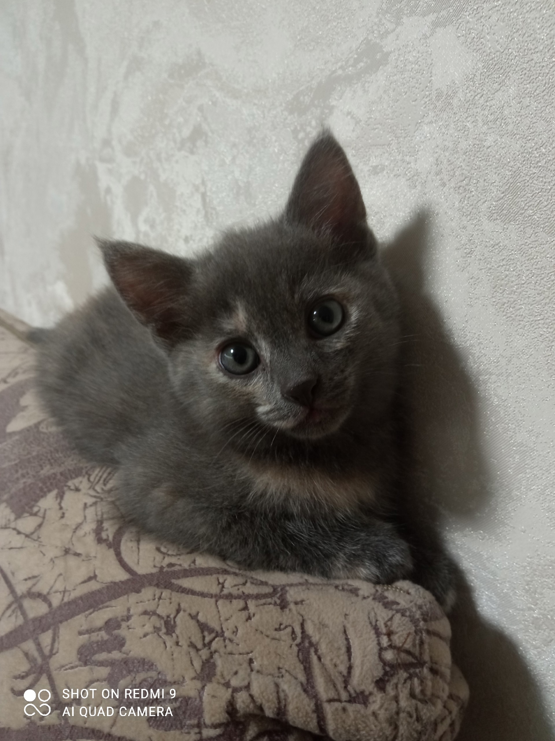 Отдам кошечек, в добрые руки. (1)