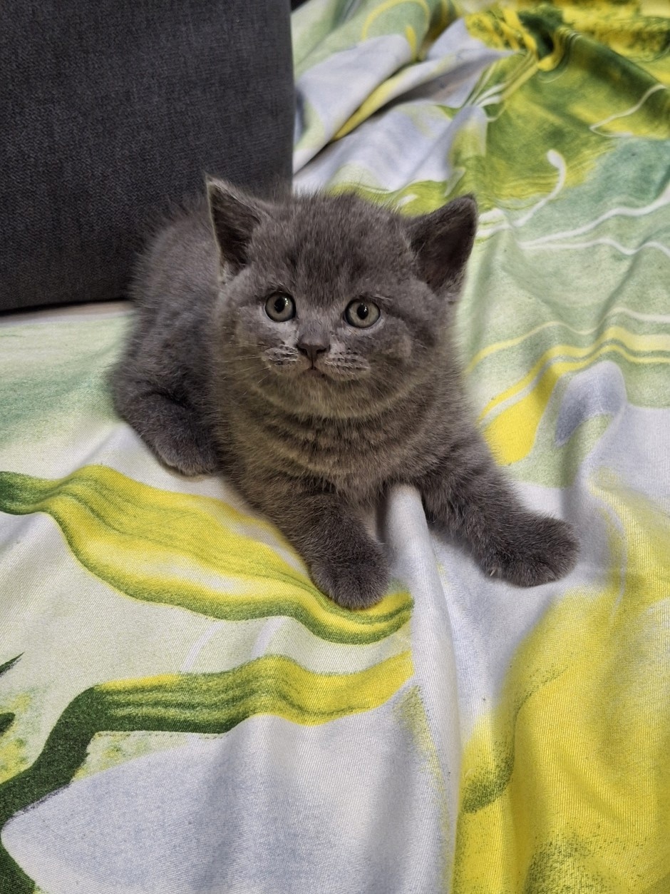 Продам британского котёнка (девочка )