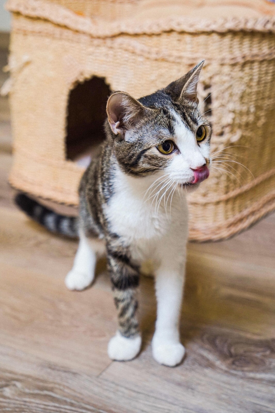 Злата-ваш личный котопёс😍 Эта котенка- (2)