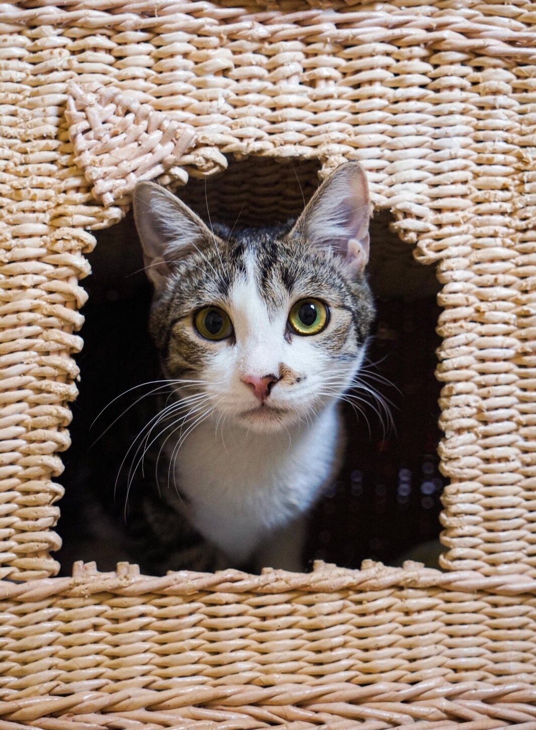 Злата-ваш личный котопёс😍 Эта котенка-