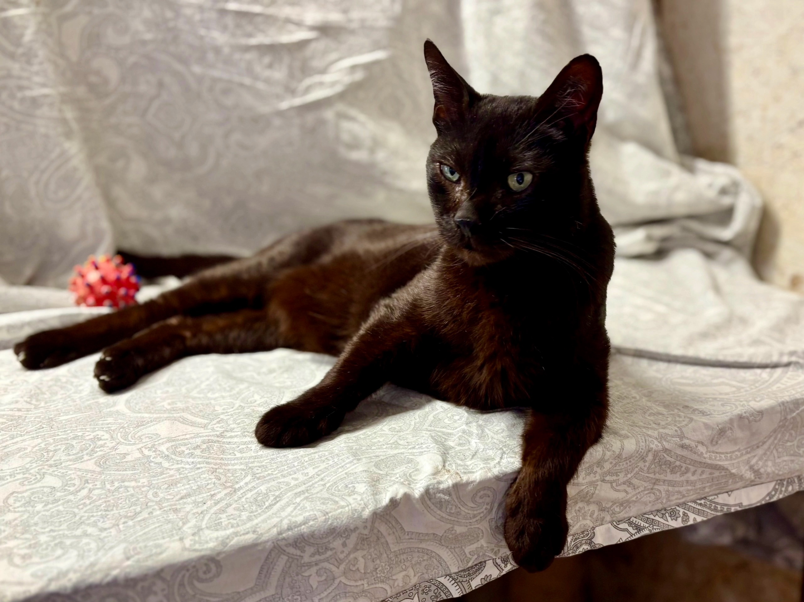 🐾❤️ Красивый и элегантный котик (3)