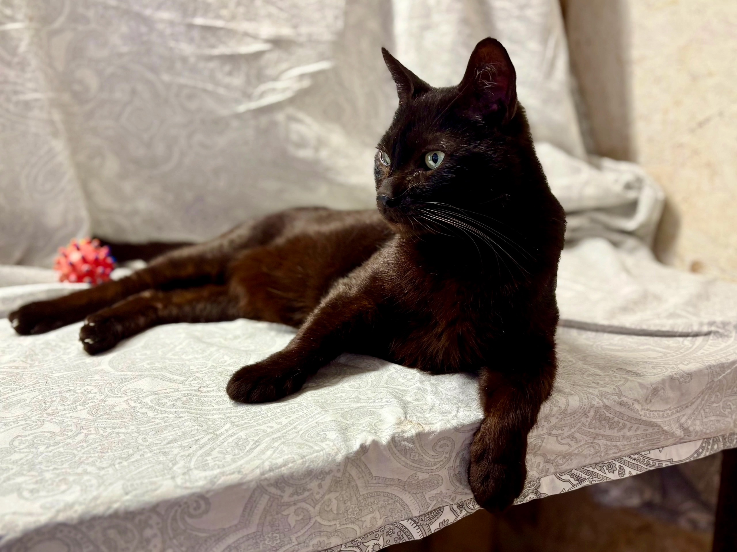 🐾❤️ Красивый и элегантный котик (5)