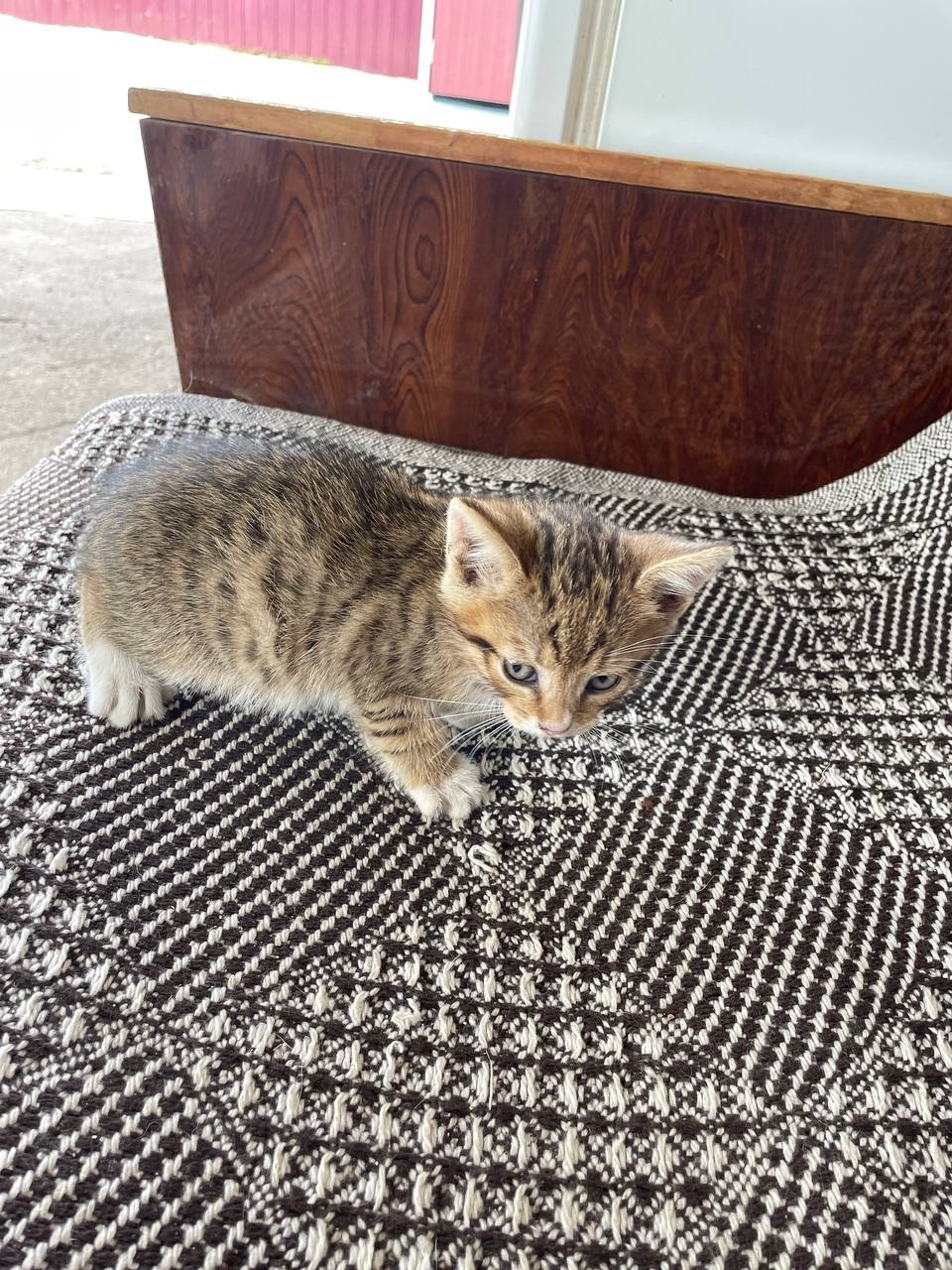 Отдам котика мальчика есть девочка (2)