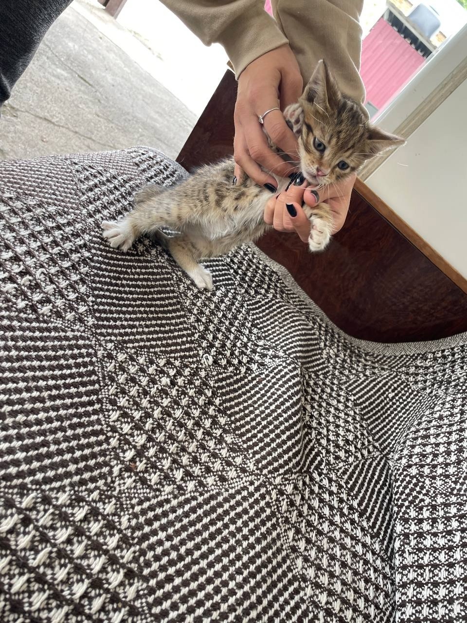 Отдам котика мальчика есть девочка