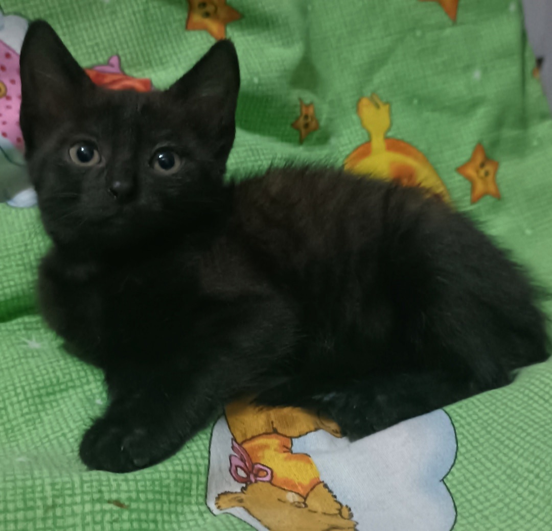 🐾✨ Ищем любящие дома для (2)