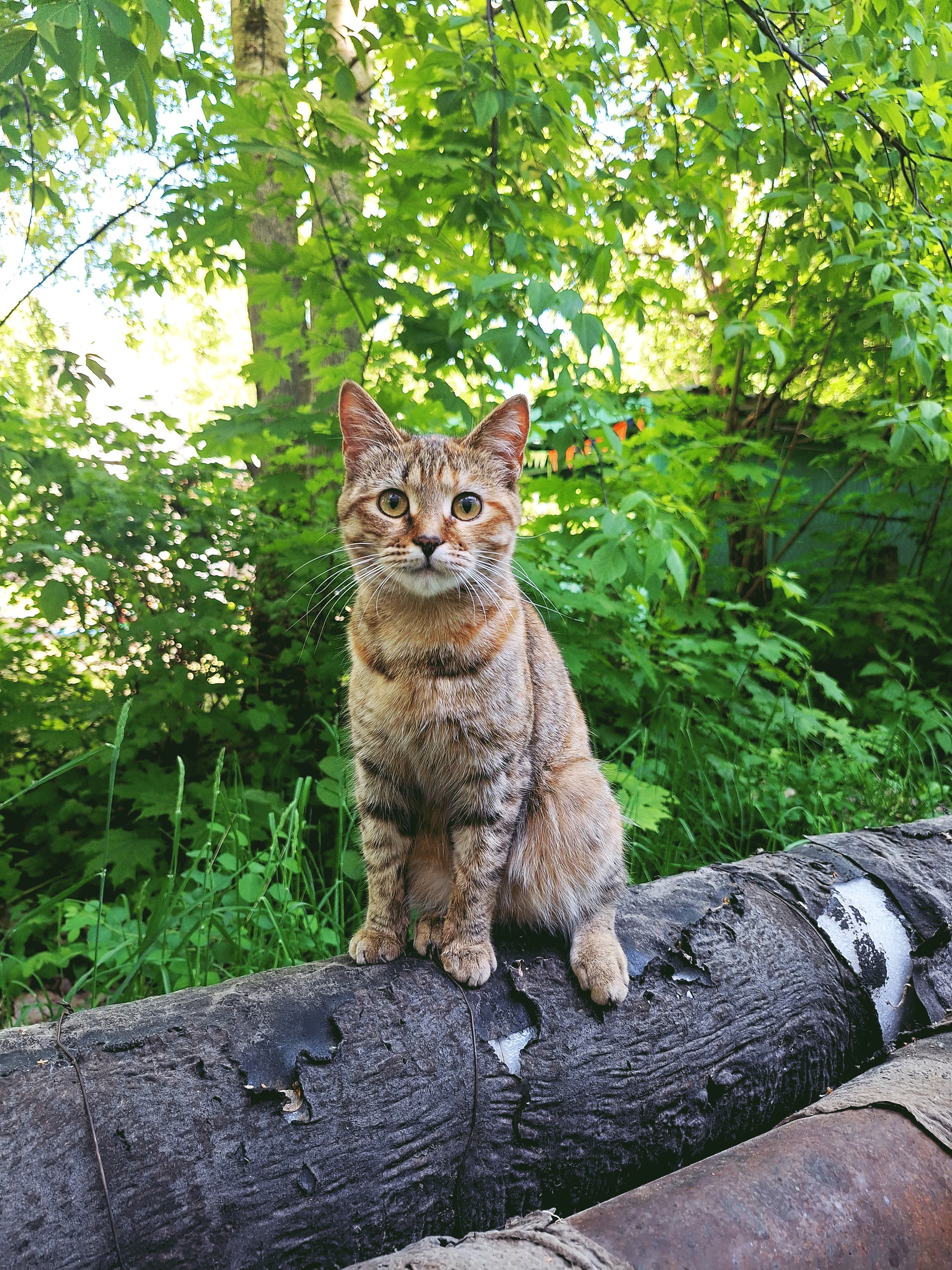 Как объяснить, что её не (5)