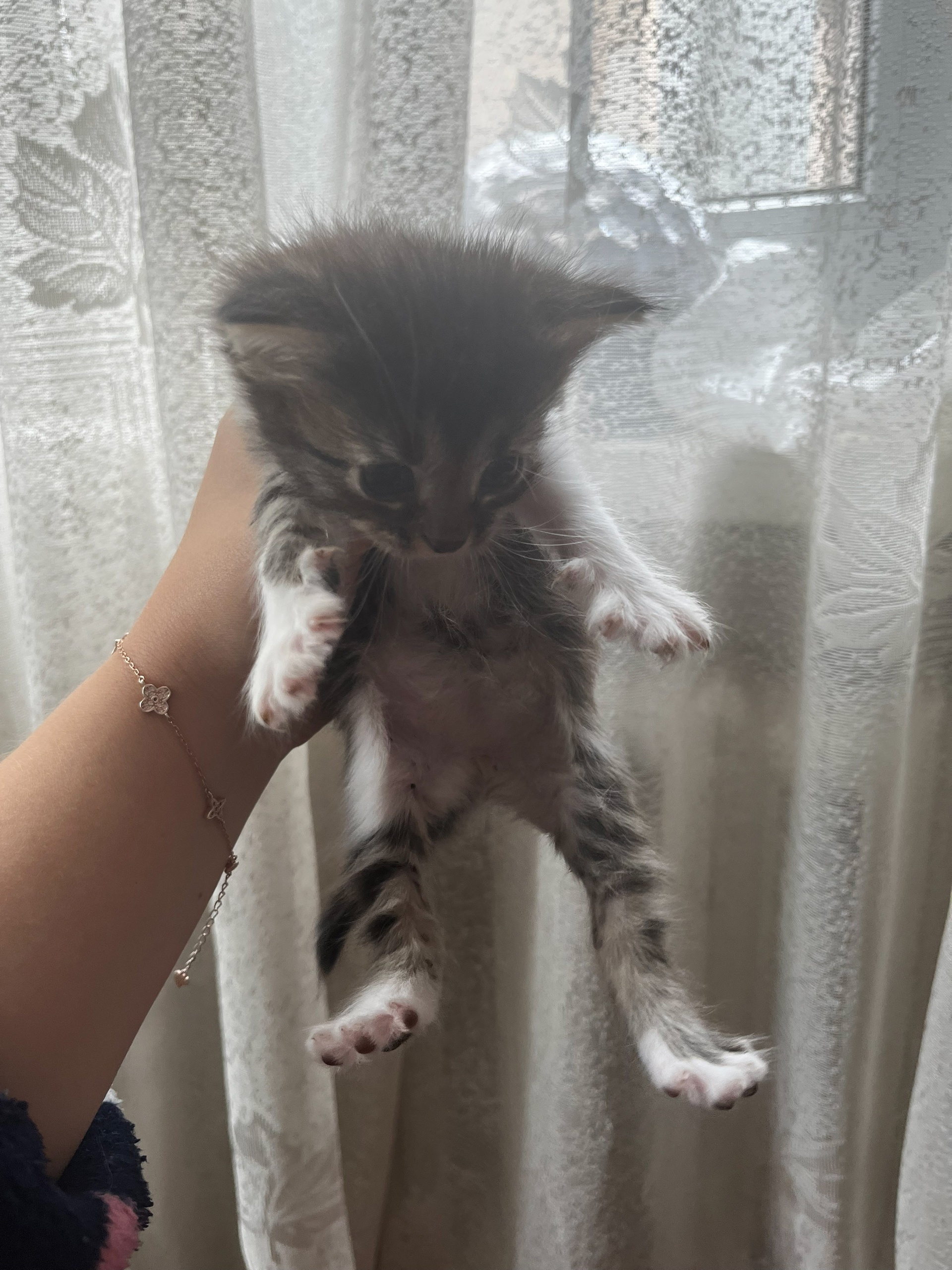 Отдам котят в добрые ручки. (3)